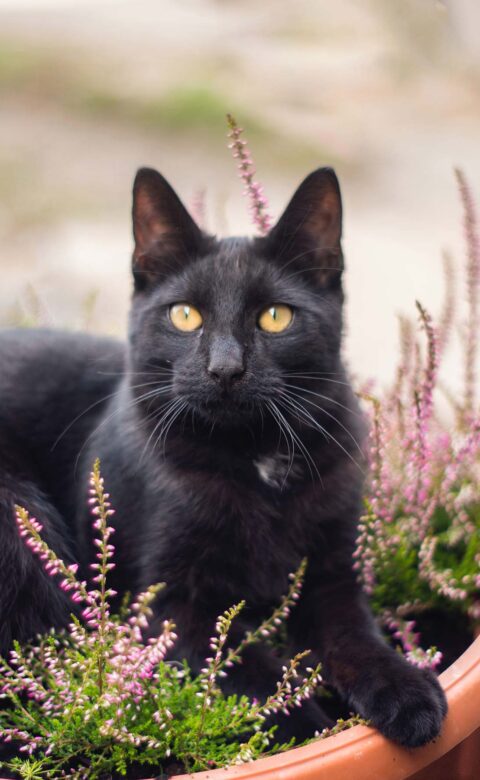 black cat in garden bed